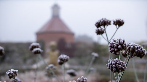 Frost-covered plants in the Walled Garden, with a red-brick dovecote in the background on a misty winter morning.